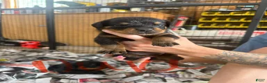 Rottweiler 8