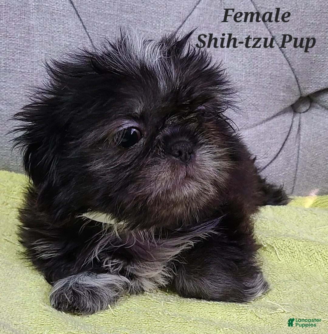 Shih Tzu dogs for sale: Shih Tzu Puppy (Only Girl!) - Ad 1