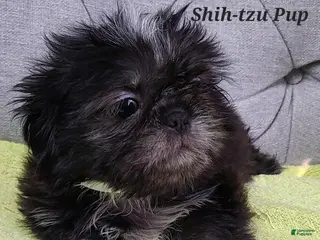 Shih Tzu dogs Shih Tzu Puppy (Only Girl!) - Ad 26