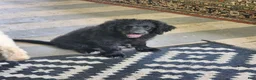 Labradoodle dogs for sale: Bill - Ad 5