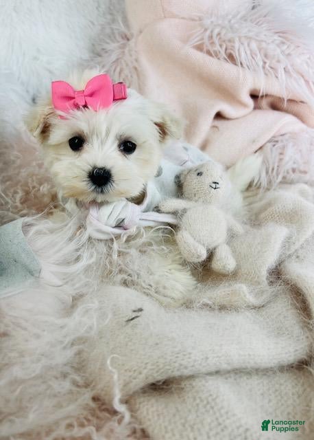 Maltese dogs Maltese Puppy 1 - Ad 2