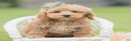 Maltipoo dogs for sale: Nugget - Ad 6