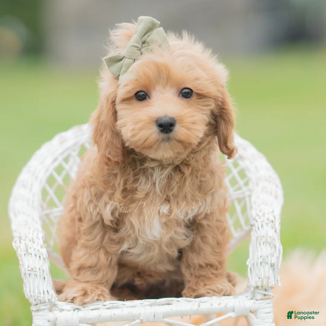 Maltipoo dogs for sale: Nugget - Ad 6