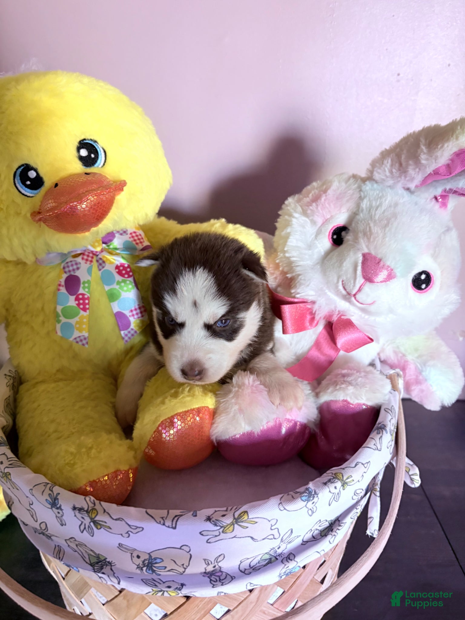 Siberian Husky dogs Siberian Husky Puppy 4 - Ad 2