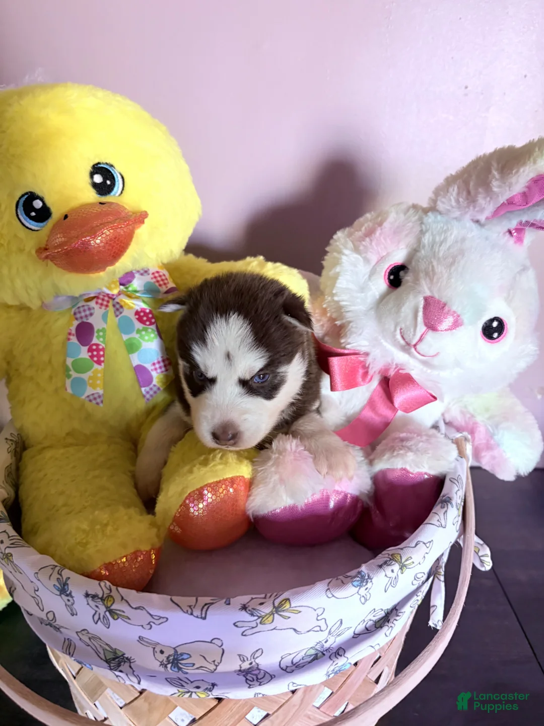 Siberian Husky dogs for sale: Siberian Husky Puppy 4 - Ad 2