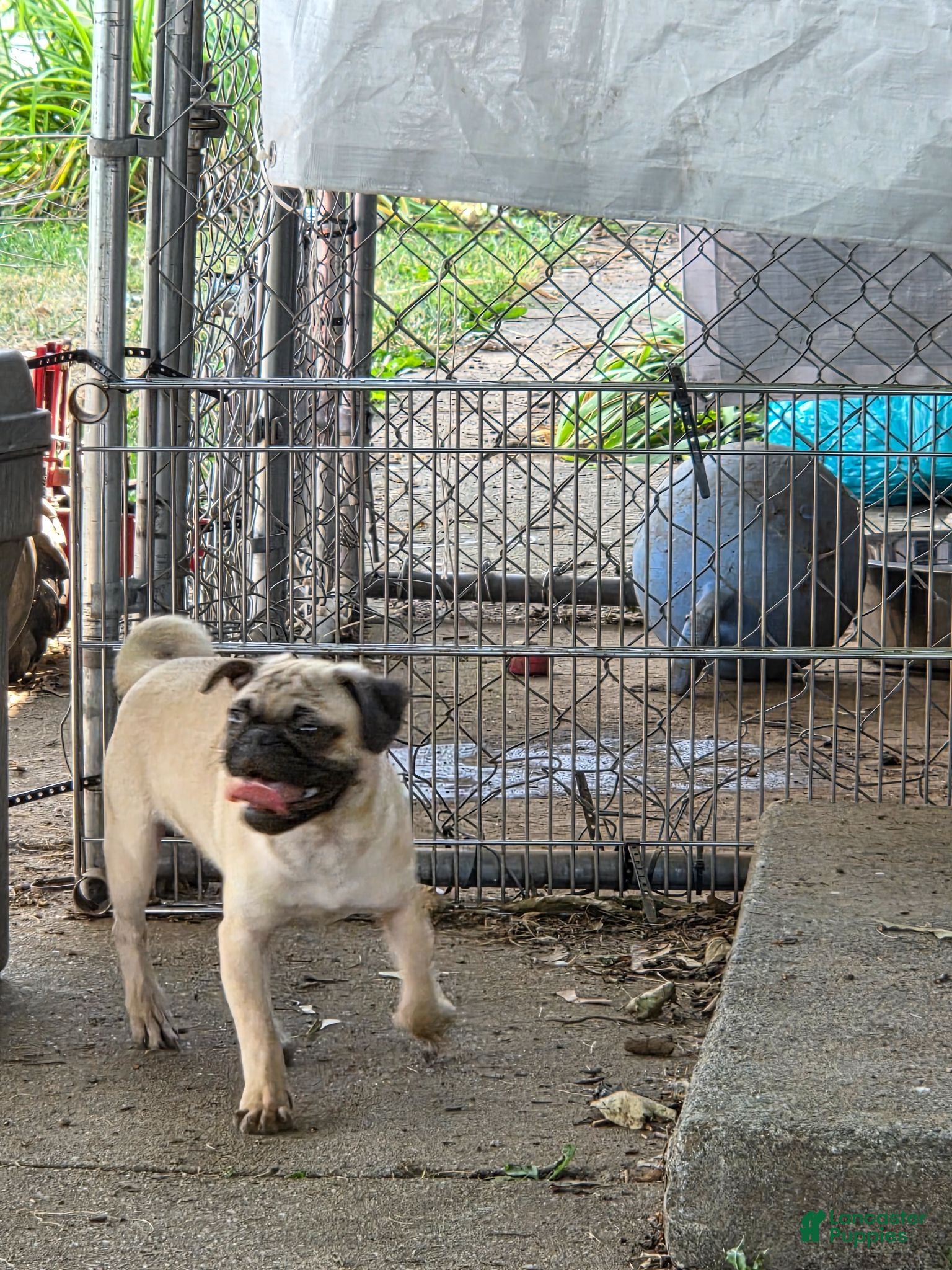 Pug dogs Charlie  - Ad 2