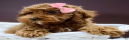 Cockapoo dogs for sale: Kali - Ad 2