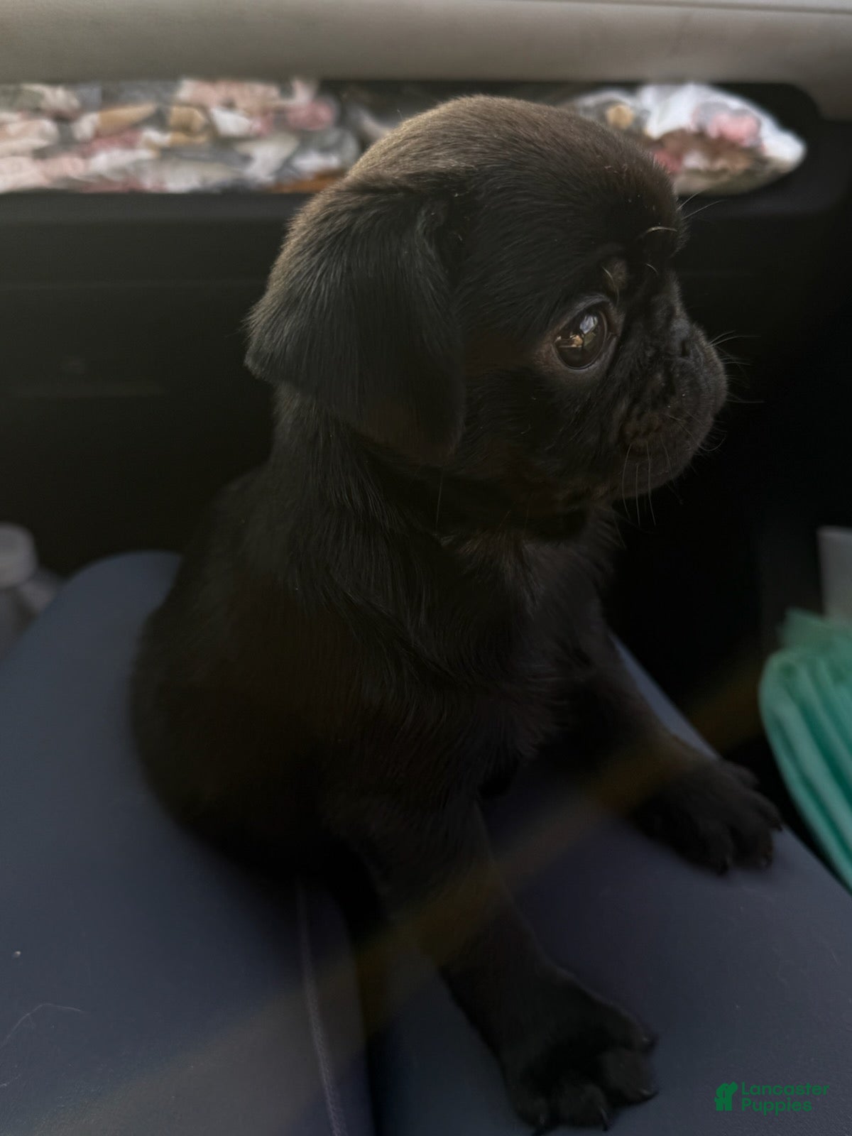Pug dogs Everest - Ad 2