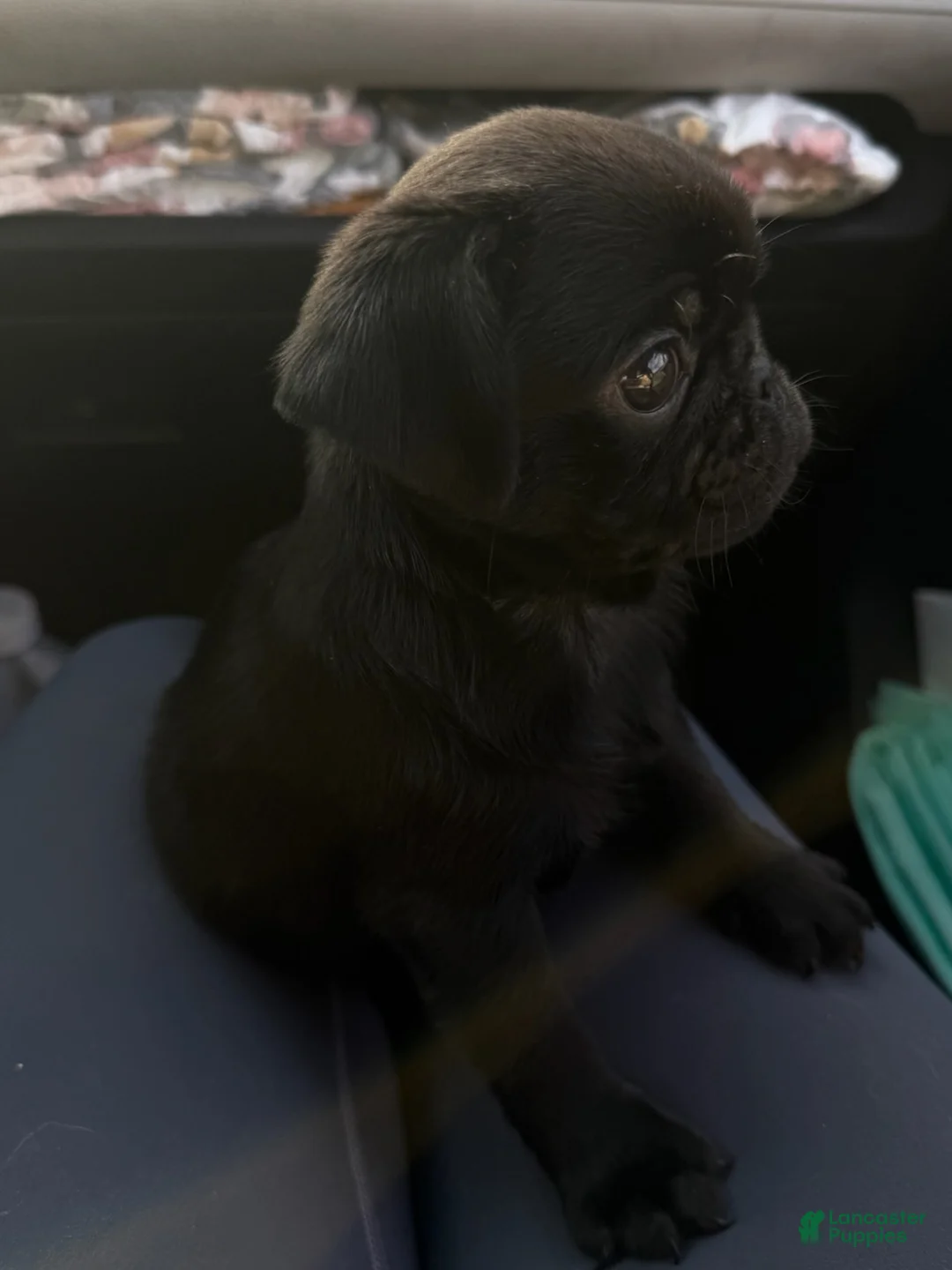 Pug dogs for sale: Everest - Ad 2