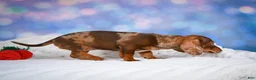 Miniature Dachshund dogs for sale: Molly - Ad 4