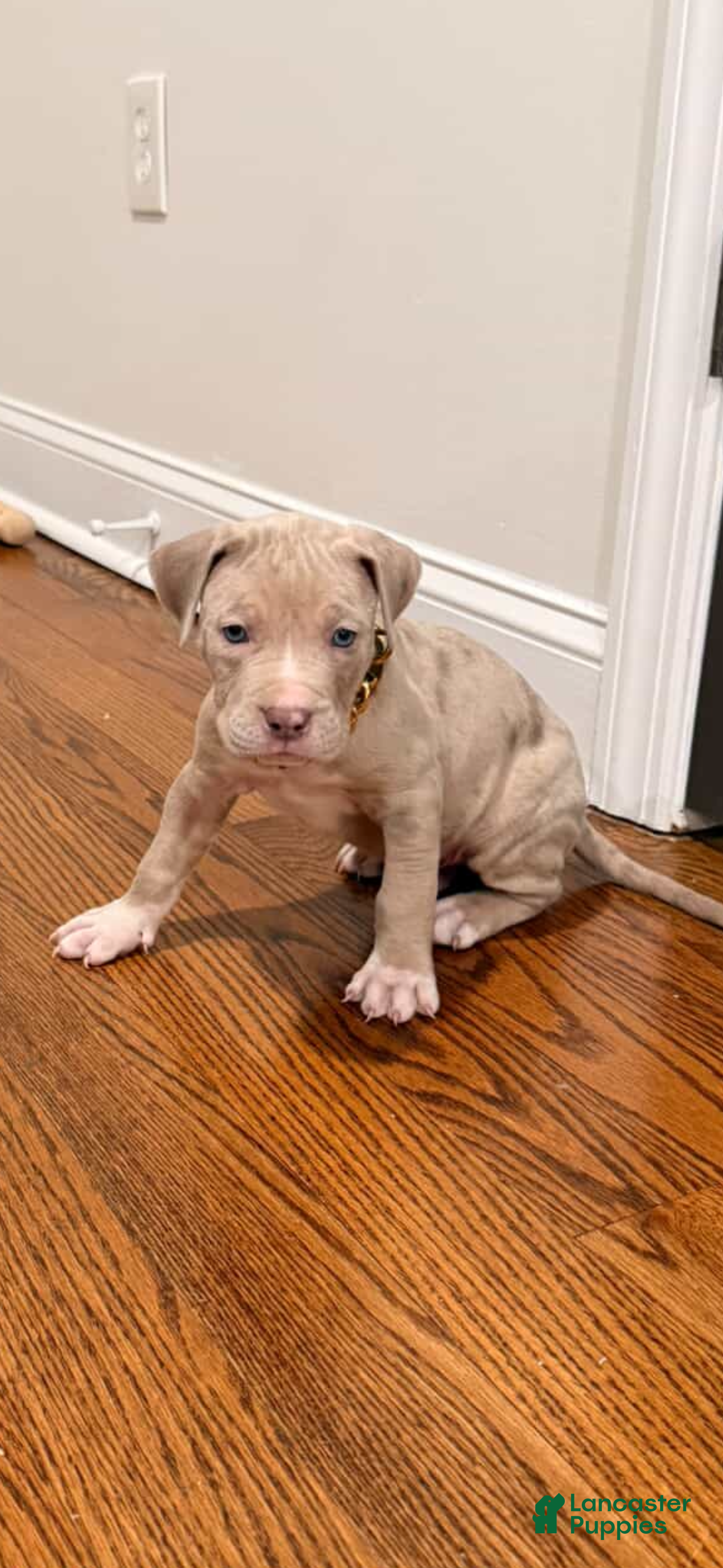 American Bully dogs Lilac Tri Merle  - Ad 1