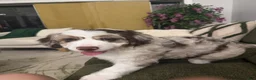 Aussiedoodle dogs for sale: Aussiedoodle 5 - Ad 5