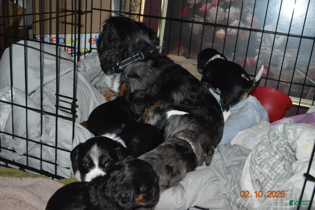 Cavalier King Charles Spaniel dogs for sale: Cavalier King Charles Spaniel Puppy Blossom - Ad 2