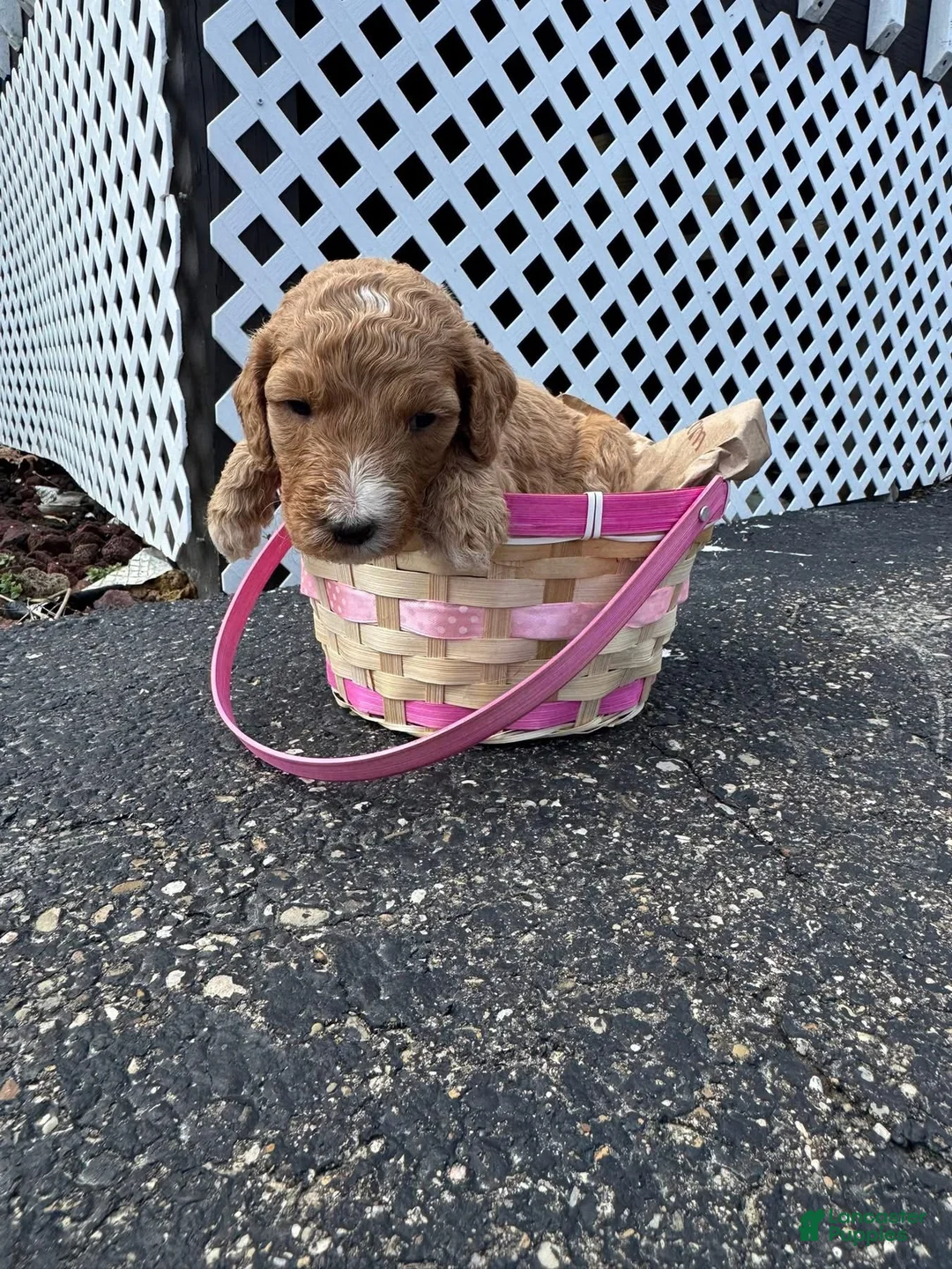 Goldendoodle dogs for sale: Goldendoodle Female - Light Pink - Ad 2