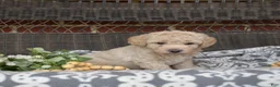 Bichpoo dogs for sale: Putter - Ad 11