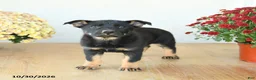 Mixed Breed dogs for sale: Ginger - Ad 3