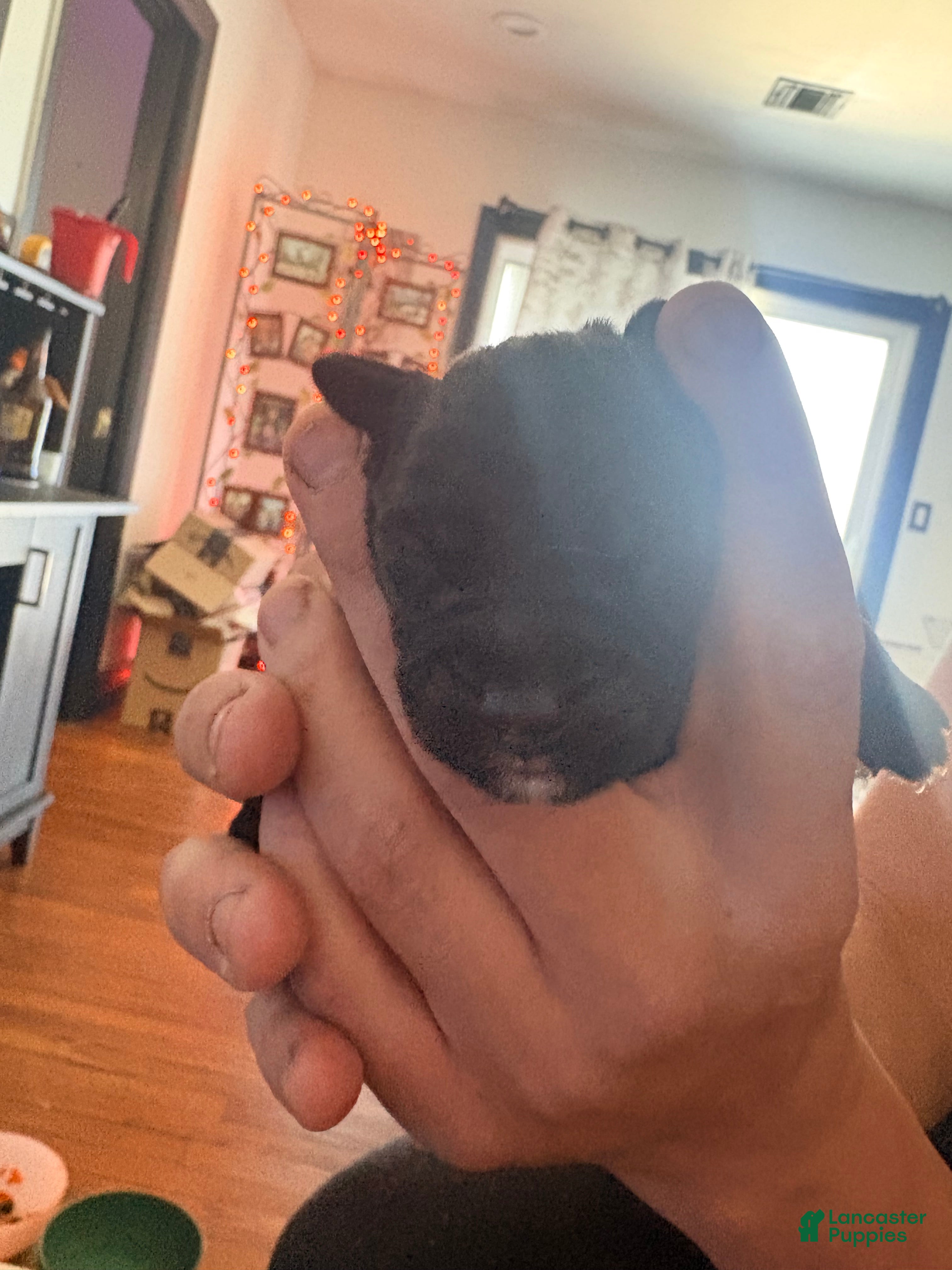 Mixed Breed dogs Puppy 6-Female - Ad 4