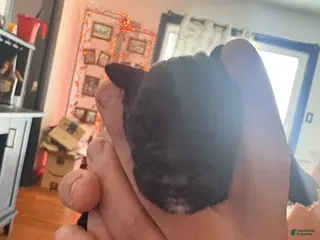 Mixed Breed dogs Puppy 6-Female - Ad 4