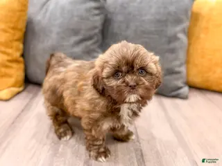 Shih Tzu dogs for sale: Abigail - Ad 4