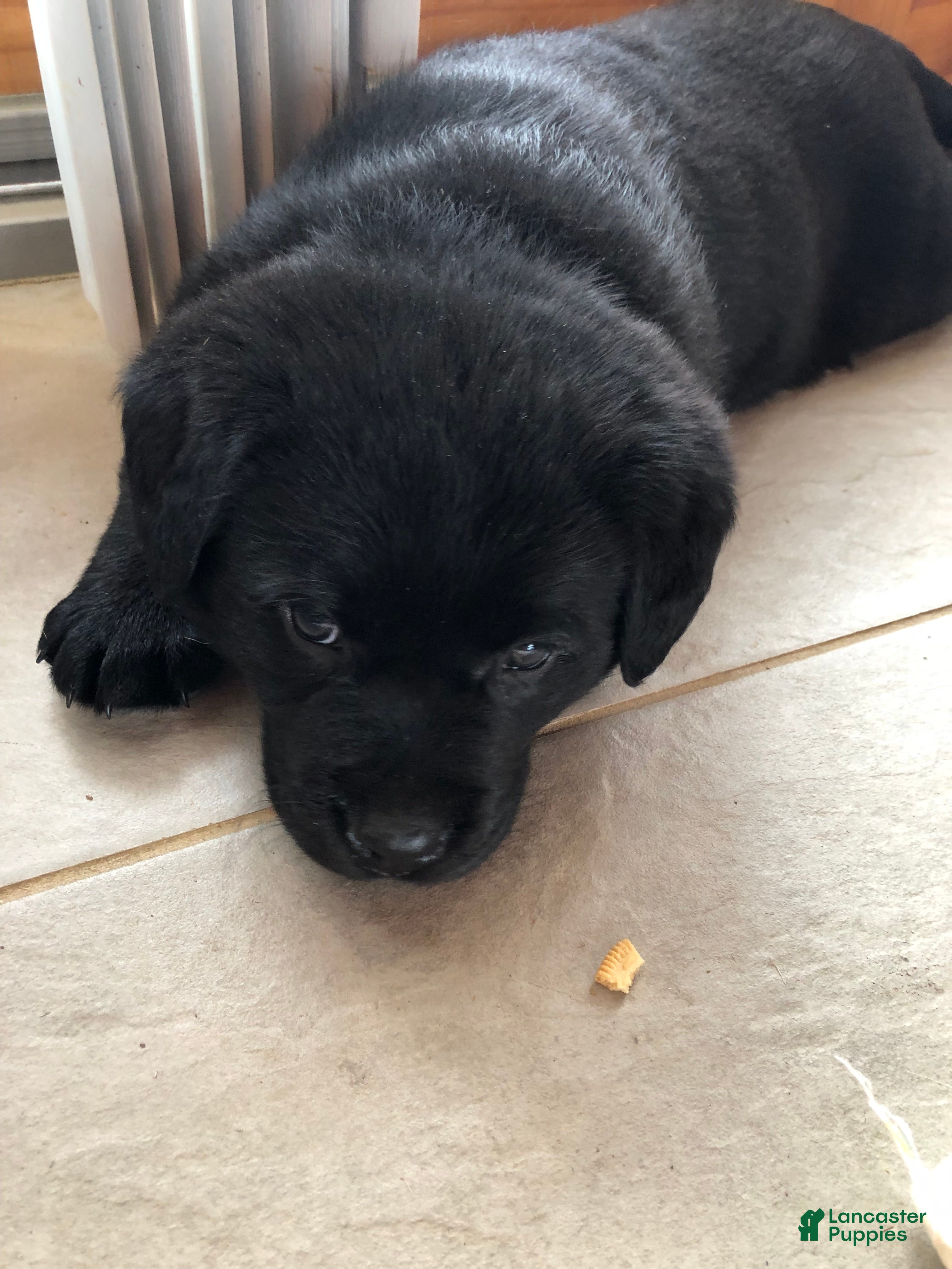 Labrador Retriever dogs Poppy - Ad 4