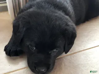 Labrador Retriever dogs Poppy - Ad 4