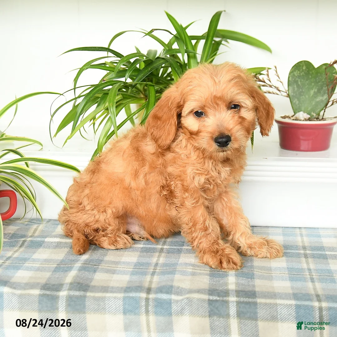 Mini Goldendoodle dogs for sale: Trevor - Ad 1