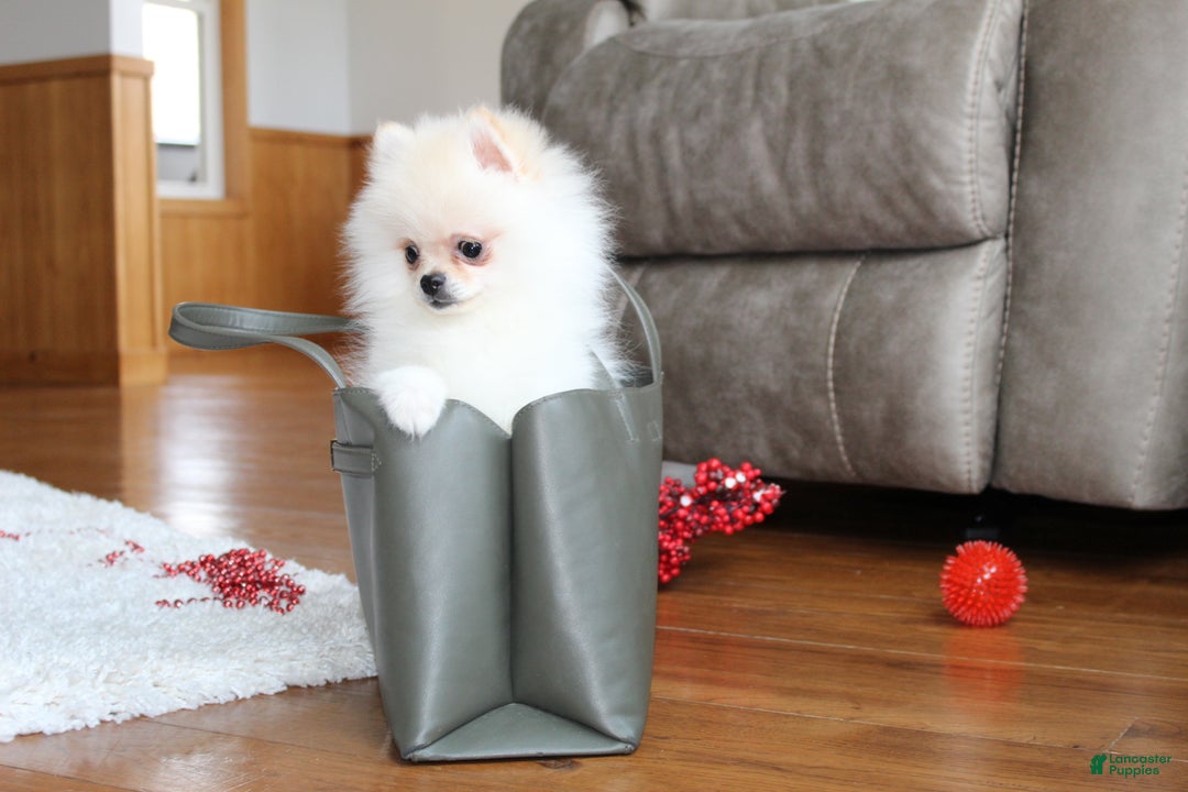 Pomeranian dogs for sale: Tiny Teddy - Ad 17