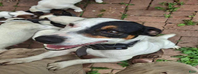 Dori / Ori