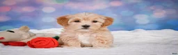 Maltipoo dogs for sale: callie - Ad 12