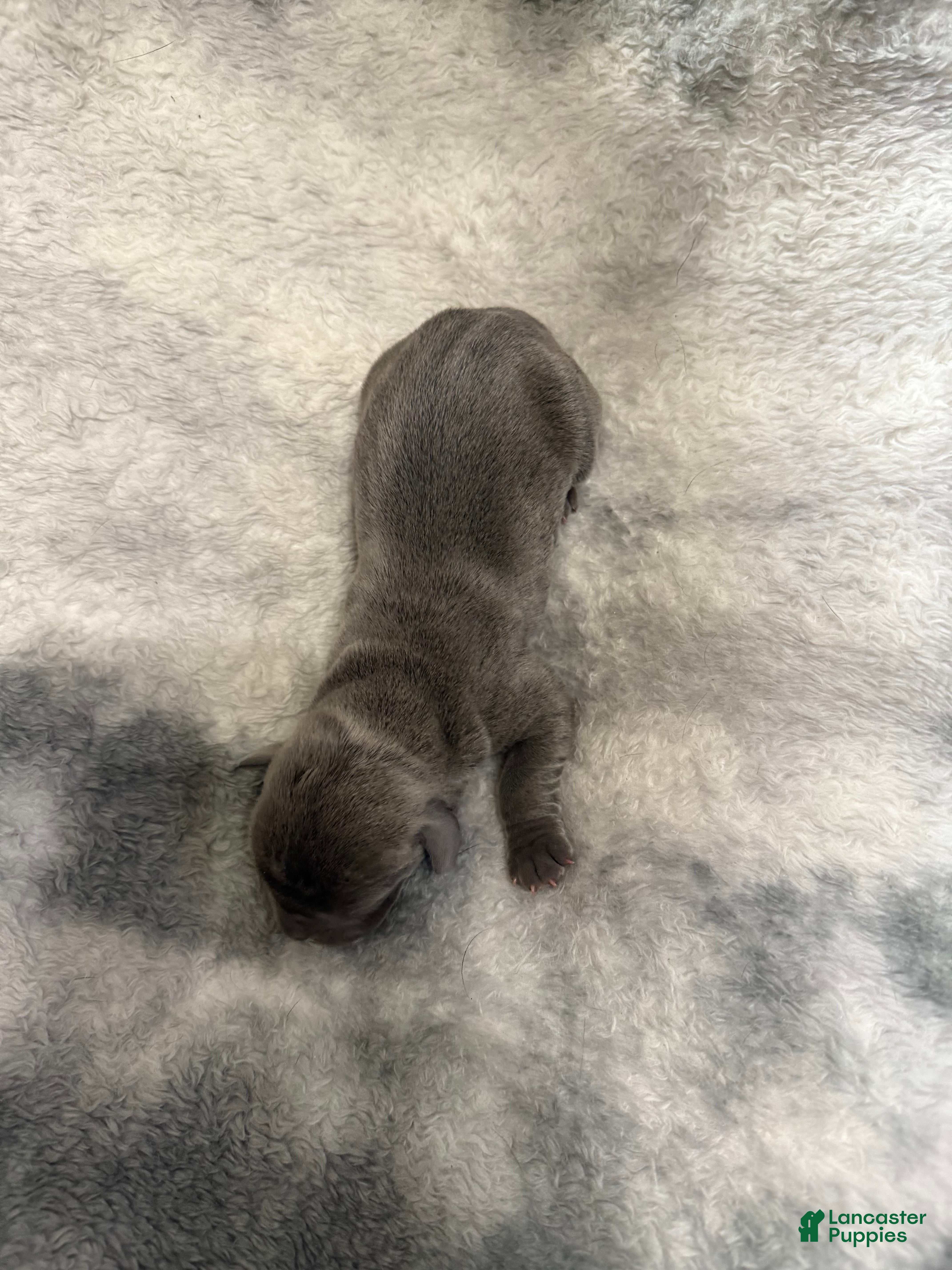 Cane Corso dogs Cane Corso Puppy 3 Rosie - Ad 40