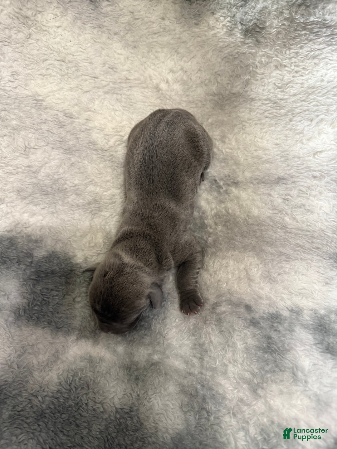 Cane Corso dogs for sale: Cane Corso Puppy 3 Rosie - Ad 1