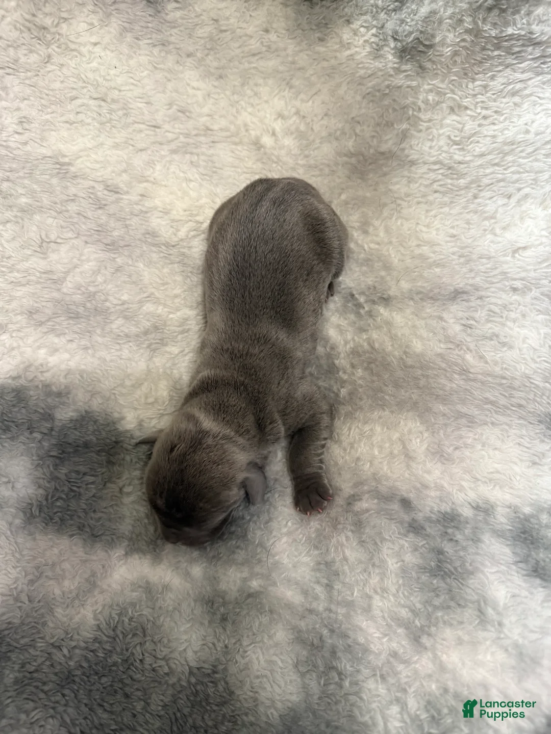 Cane Corso dogs for sale: Cane Corso Puppy 3 Rosie - Ad 1