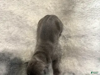 Cane Corso dogs Cane Corso Puppy 3 Rosie - Ad 33