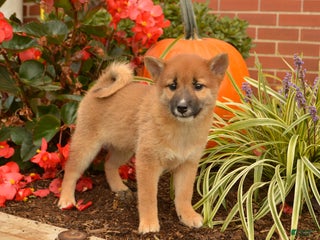 Shiba Inu dogs - Ad 32