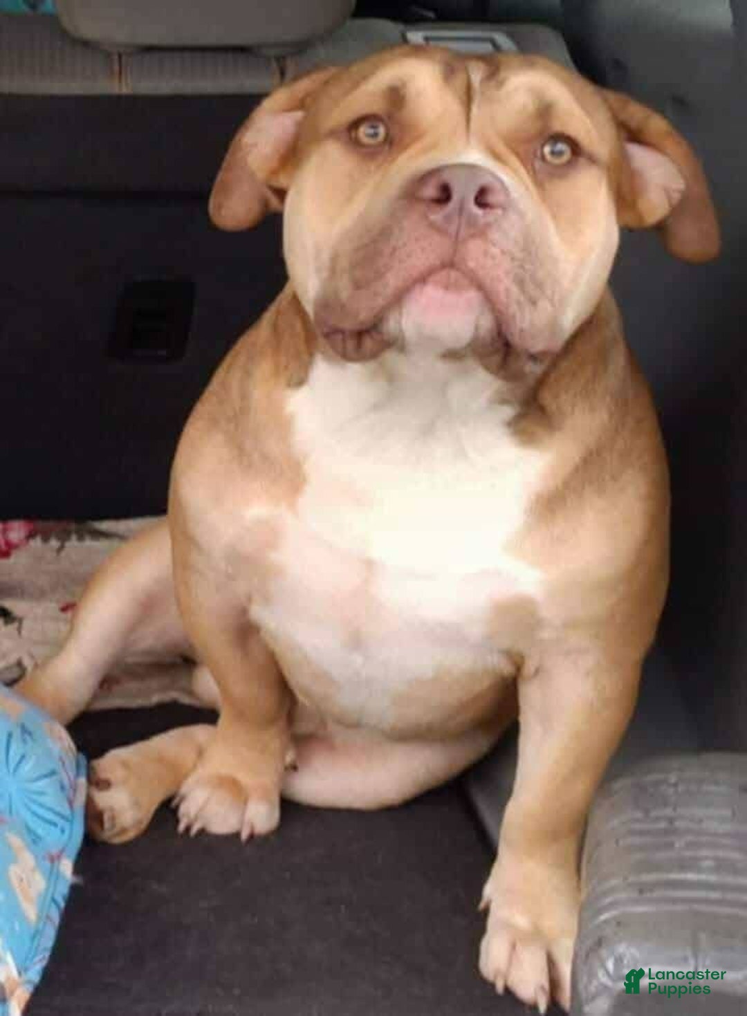 American Bully dogs for sale: Bubbles - Ad 10