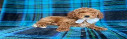 Cockapoo dogs for sale: Rags - Ad 7