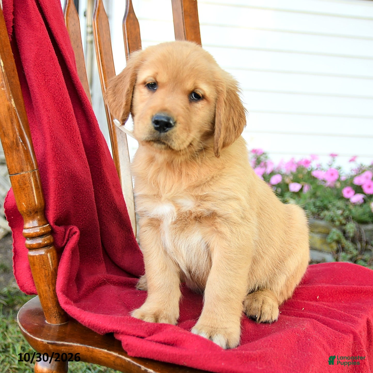 Golden Retriever dogs for sale: Baxter - Ad 1