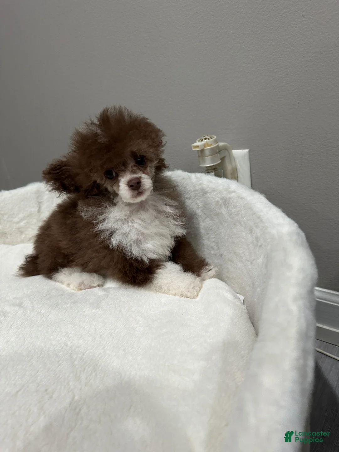 Toy Poodle dogs for sale: Toy Poodle Puppy male  - Ad 1