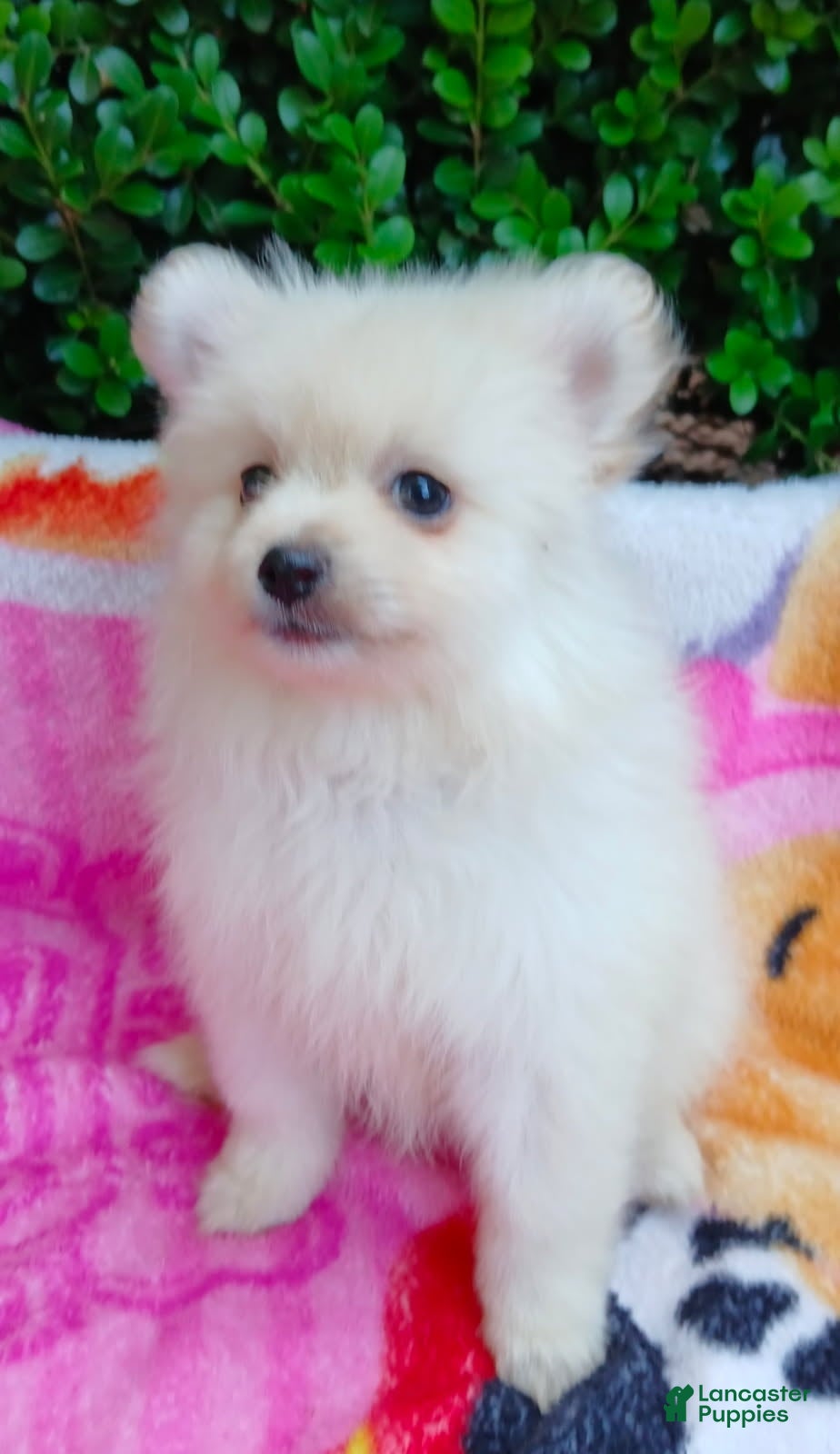 Pomeranian dogs for sale: Ghost Girl - Ad 1