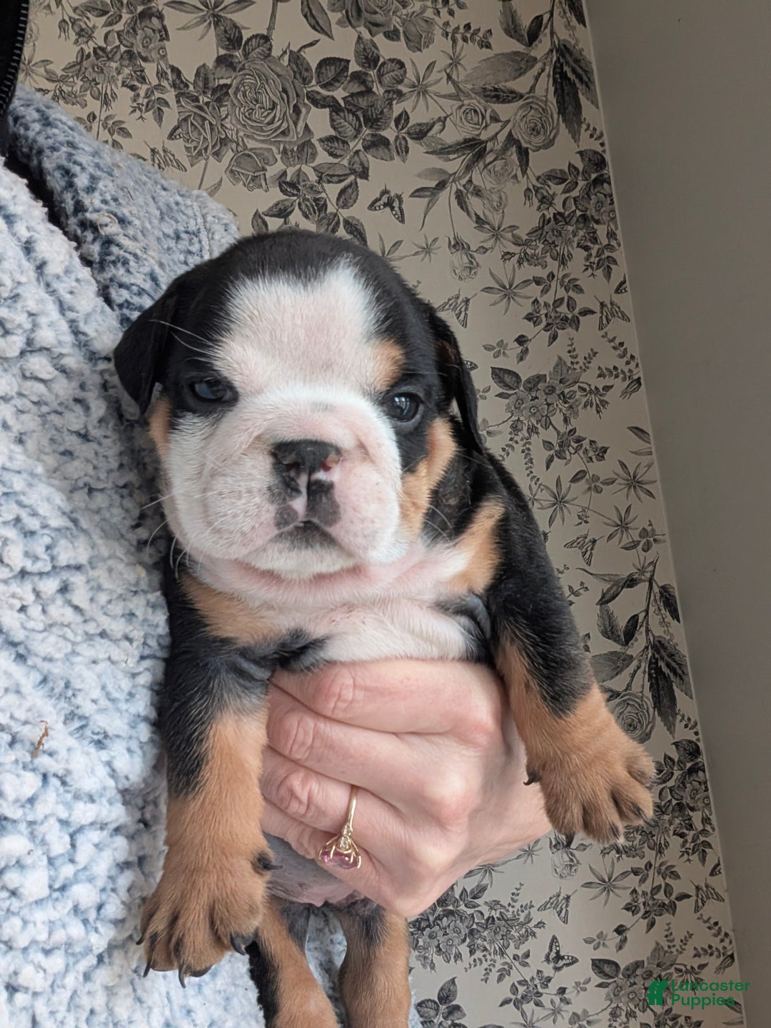 English Bulldog dogs for sale: Ross - Ad 1