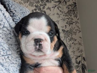 English Bulldog dogs Ross - Ad 37