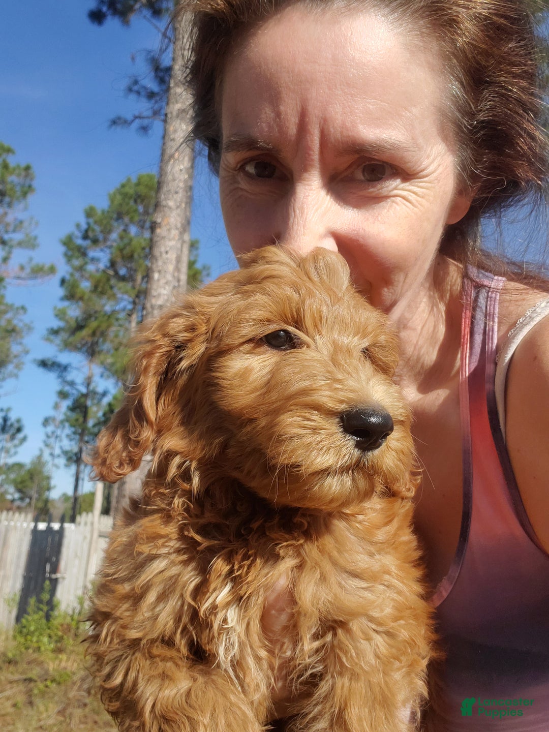 Goldendoodle dogs for sale: Oliver - Ad 2