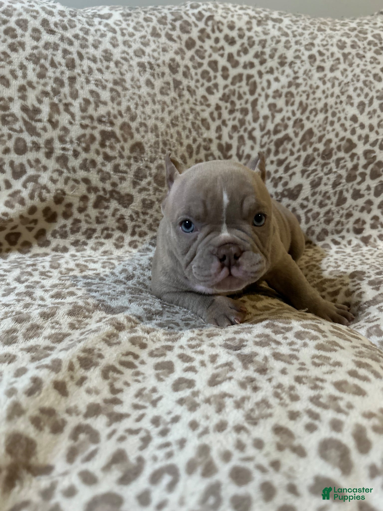 American Bully dogs American Bully Puppy 4 - Ad 39