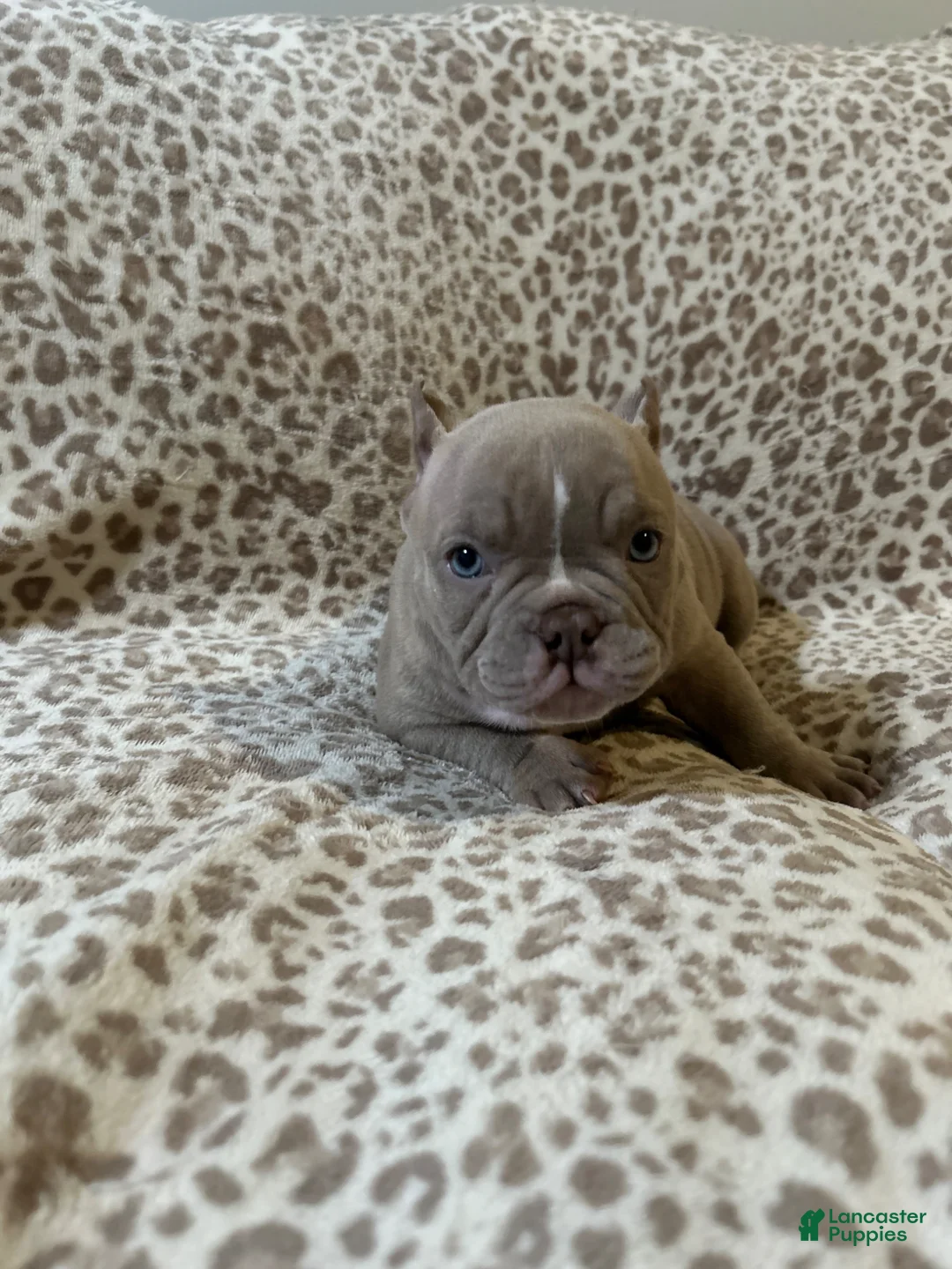 American Bully dogs for sale: American Bully Puppy 4 - Ad 1