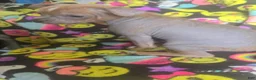 Chinese Crested dogs for sale: Stewart - Ad 7