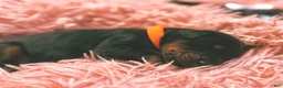 Doberman Pinscher dogs for sale: European Doberman Male (Orange collar) - Ad 3
