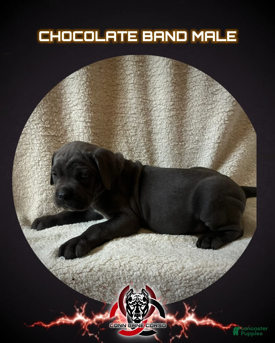 Cane Corso dogs for sale: Cane Corso Puppy 4 - Ad 1