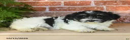 Havanese dogs for sale: Leilah - Ad 3