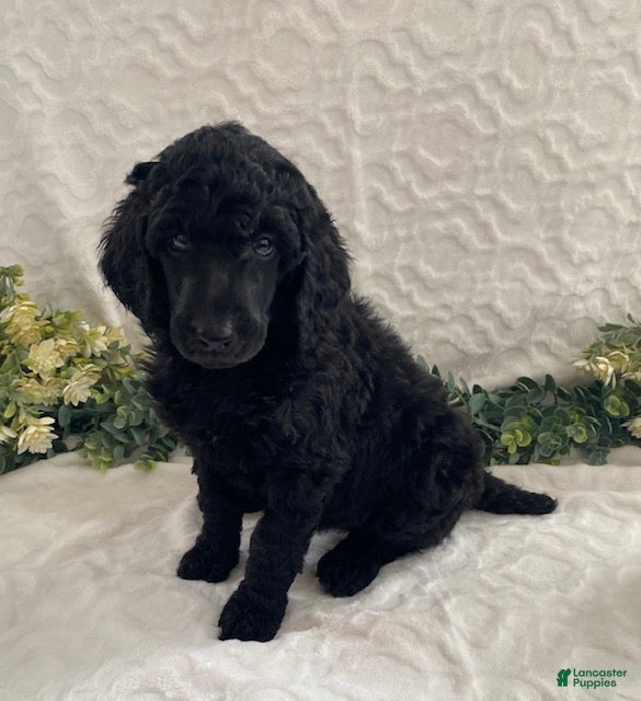 Standard Poodle dogs Kenya- genetic clear - Ad 40