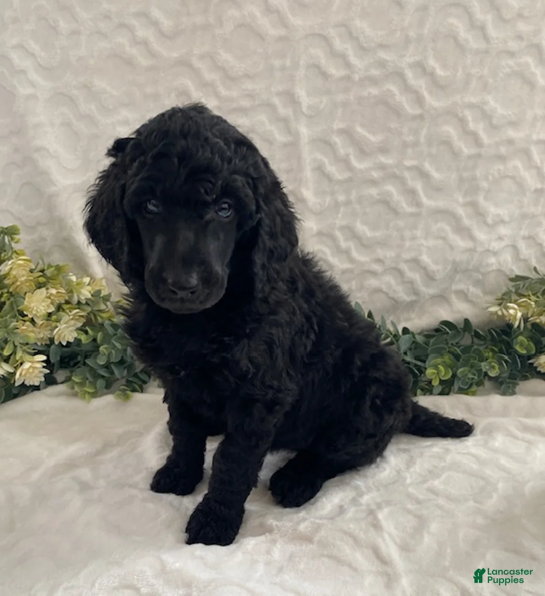 Standard Poodle dogs for sale: Kenya- genetic clear - Ad 1